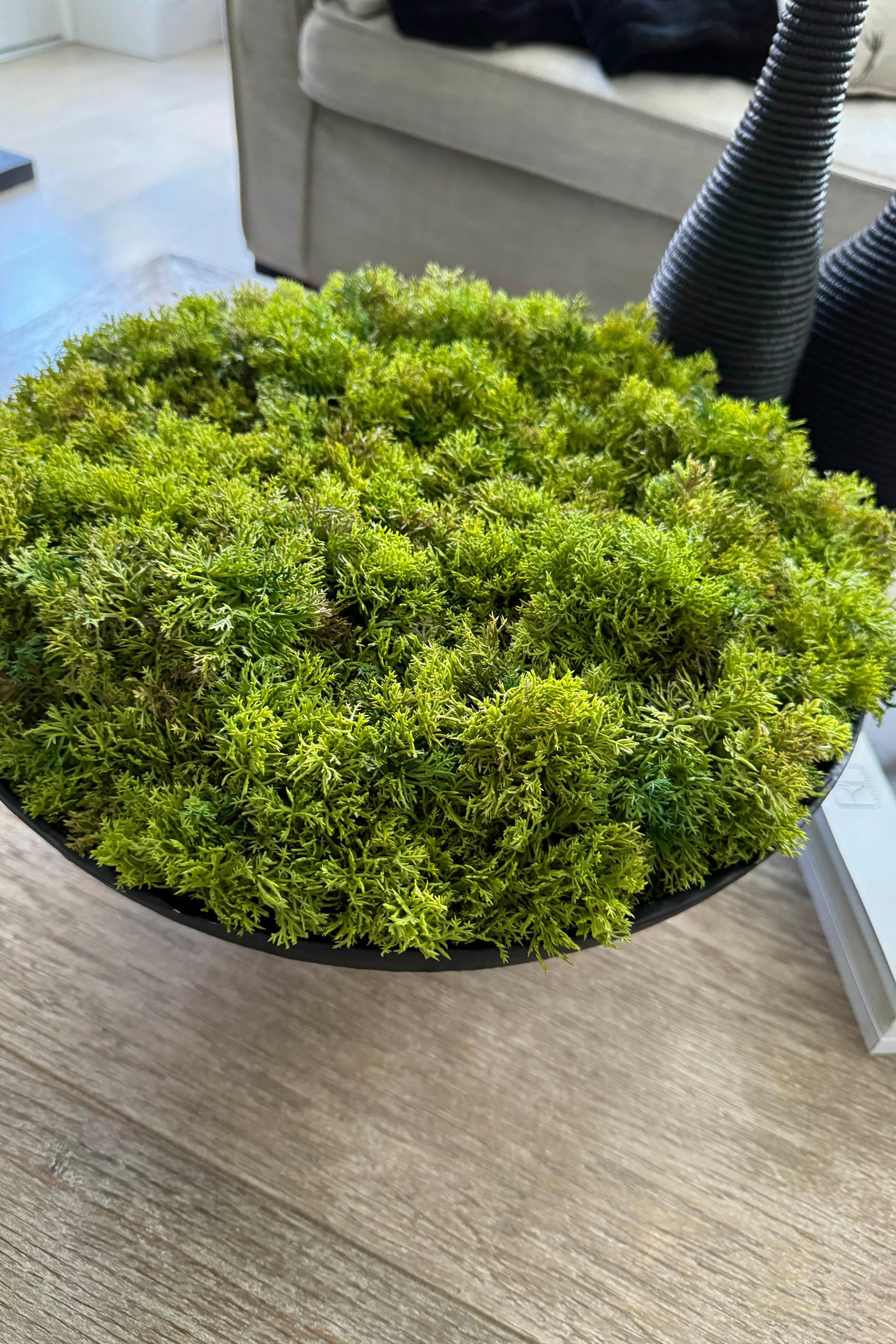 Curly Moss in a Matt Black Stone Footed Bowl RTfact Flowers 