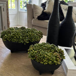 Green Berry in a Black Footed Bowl RTfact Flowers 