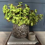 Crassula Spray in a Glazed Mottled Vase RTfact Flowers 