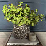 Crassula Spray in a Glazed Mottled Vase RTfact Flowers 
