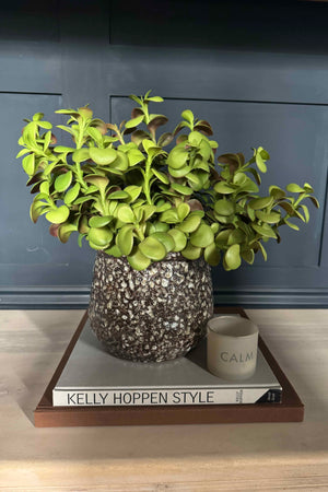 Crassula Spray in a Glazed Mottled Vase RTfact Flowers 