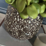 Crassula Spray in a Glazed Mottled Vase RTfact Flowers 