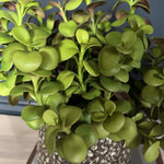 Crassula Spray in a Glazed Mottled Vase RTfact Flowers 