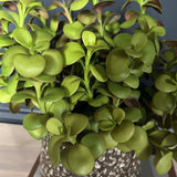Crassula Spray in a Glazed Mottled Vase RTfact Flowers 