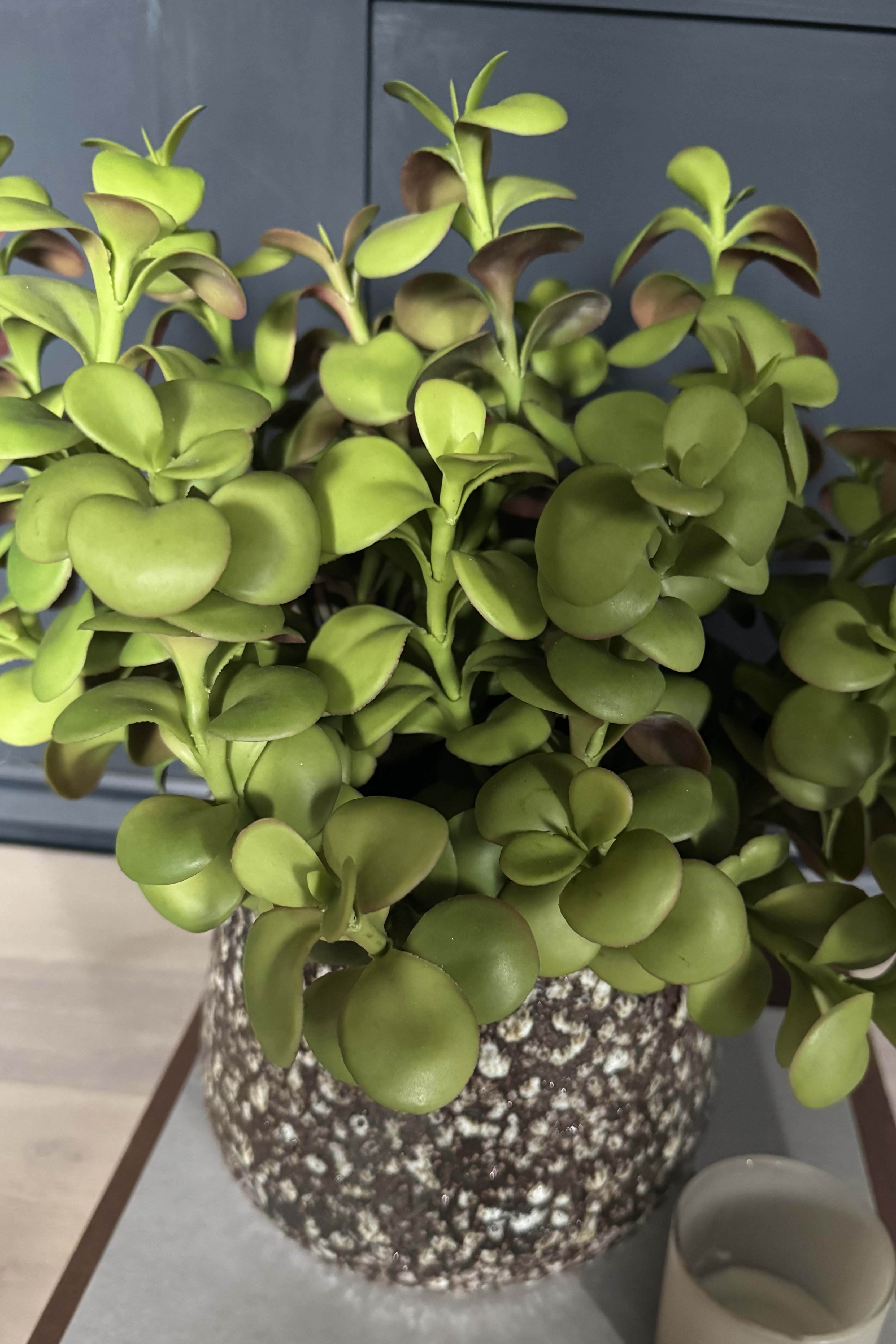 Crassula Spray in a Glazed Mottled Vase RTfact Flowers 