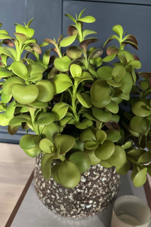 Crassula Spray in a Glazed Mottled Vase RTfact Flowers 