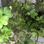 Enkianthus, Queen Anne's Lace and Twigs in a Grey Sandstone effect Bowl RTfact Flowers 
