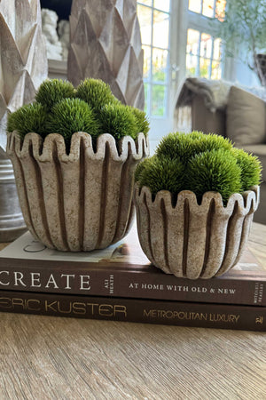 Dianthus in a Ribbed Wavy Top Stone Pot