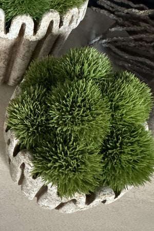 Dianthus in a Ribbed Wavy Top Stone Pot