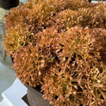 Echinops in a Rustic Brown Metal Pedestal Bowl (Tall) RTfact Flowers 