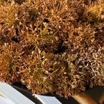 Echinops in a Rustic Brown Metal Pedestal Bowl RTfact Flowers 