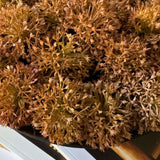 Echinops in a Rustic Brown Metal Pedestal Bowl RTfact Flowers 