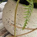 Queen Anne's Lace and Grass in a Cream Stone Pot RTfact Flowers 