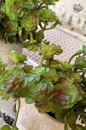 Baby Succulents in a Glazed Ceramic Vase (Low)