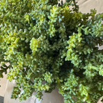 Mini Plant in a Beige Dotty/Wavy Glass Bubble Vase RTfact Flowers 