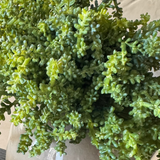 Mini Plant in a Beige Dotty/Wavy Glass Bubble Vase RTfact Flowers 