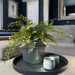 Maidenhair Fern in a Dark Grey Ceramic Pot RTfact Flowers 