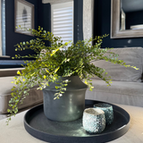 Maidenhair Fern in a Dark Grey Ceramic Pot RTfact Flowers 