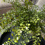Maidenhair Fern in a Dark Grey Ceramic Pot RTfact Flowers 