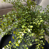 Maidenhair Fern in a Dark Grey Ceramic Pot RTfact Flowers 