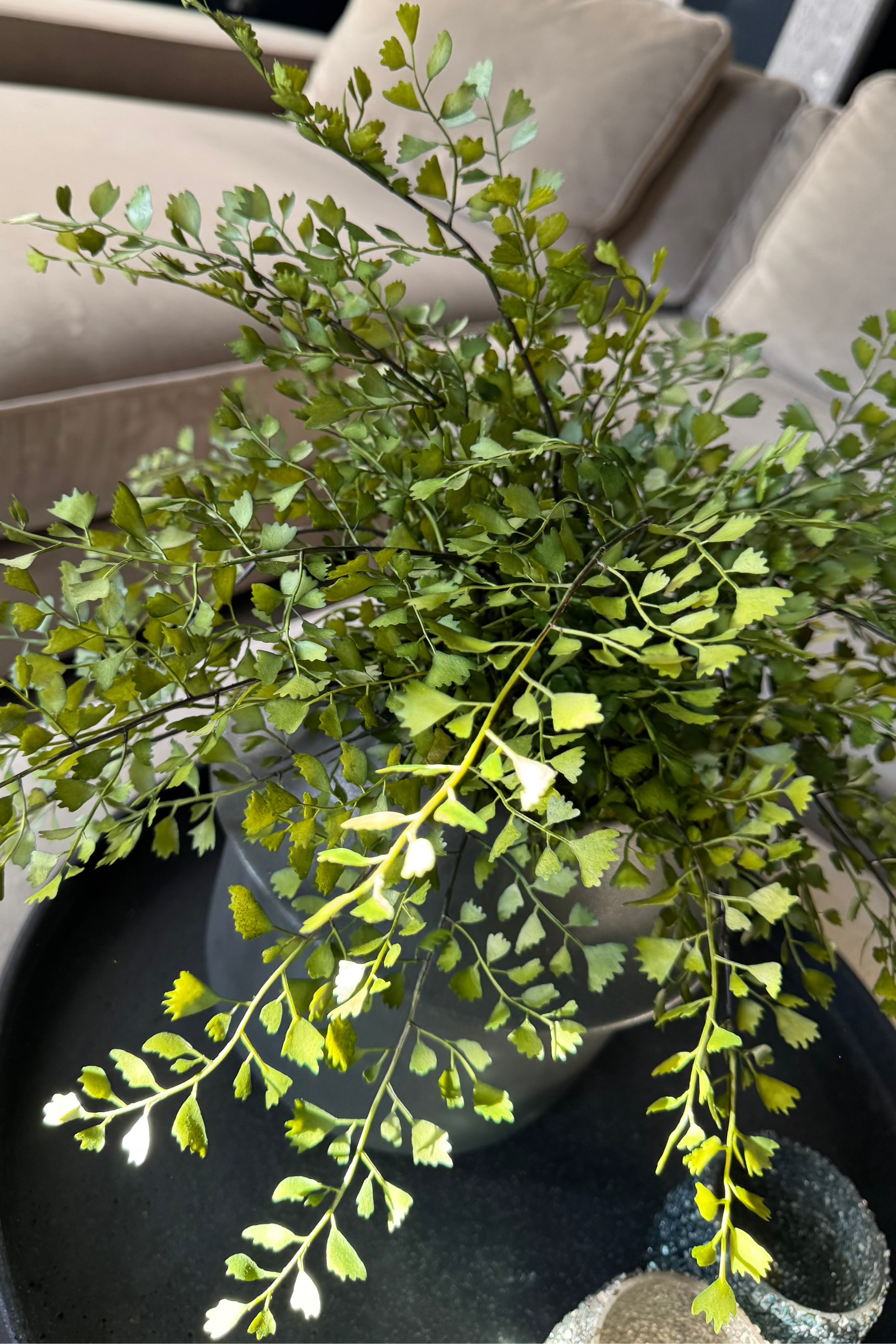 Maidenhair Fern in a Dark Grey Ceramic Pot RTfact Flowers 
