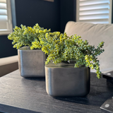 Mini Succulent in Metal Cubes (Set of Two) RTfact Flowers 