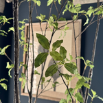 Artificial Pittosporum tree RTfact Flowers 