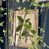 Artificial Pittosporum tree RTfact Flowers 