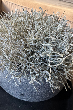 Curly Grass in a Dark Grey Mottled Stone Bowl