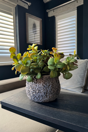 Crassula Spray in a Volcanic Stone Pot