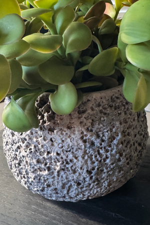 Crassula Spray in a Volcanic Stone Pot