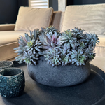 Mixed Succulents in a Dark Grey Mottled Stone Bowl RTfact Flowers 