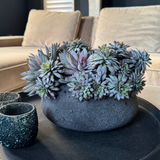 Mixed Succulents in a Dark Grey Mottled Stone Bowl RTfact Flowers 