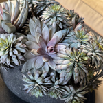 Mixed Succulents in a Dark Grey Mottled Stone Bowl RTfact Flowers 