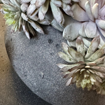 Mixed Succulents in a Dark Grey Mottled Stone Bowl RTfact Flowers 