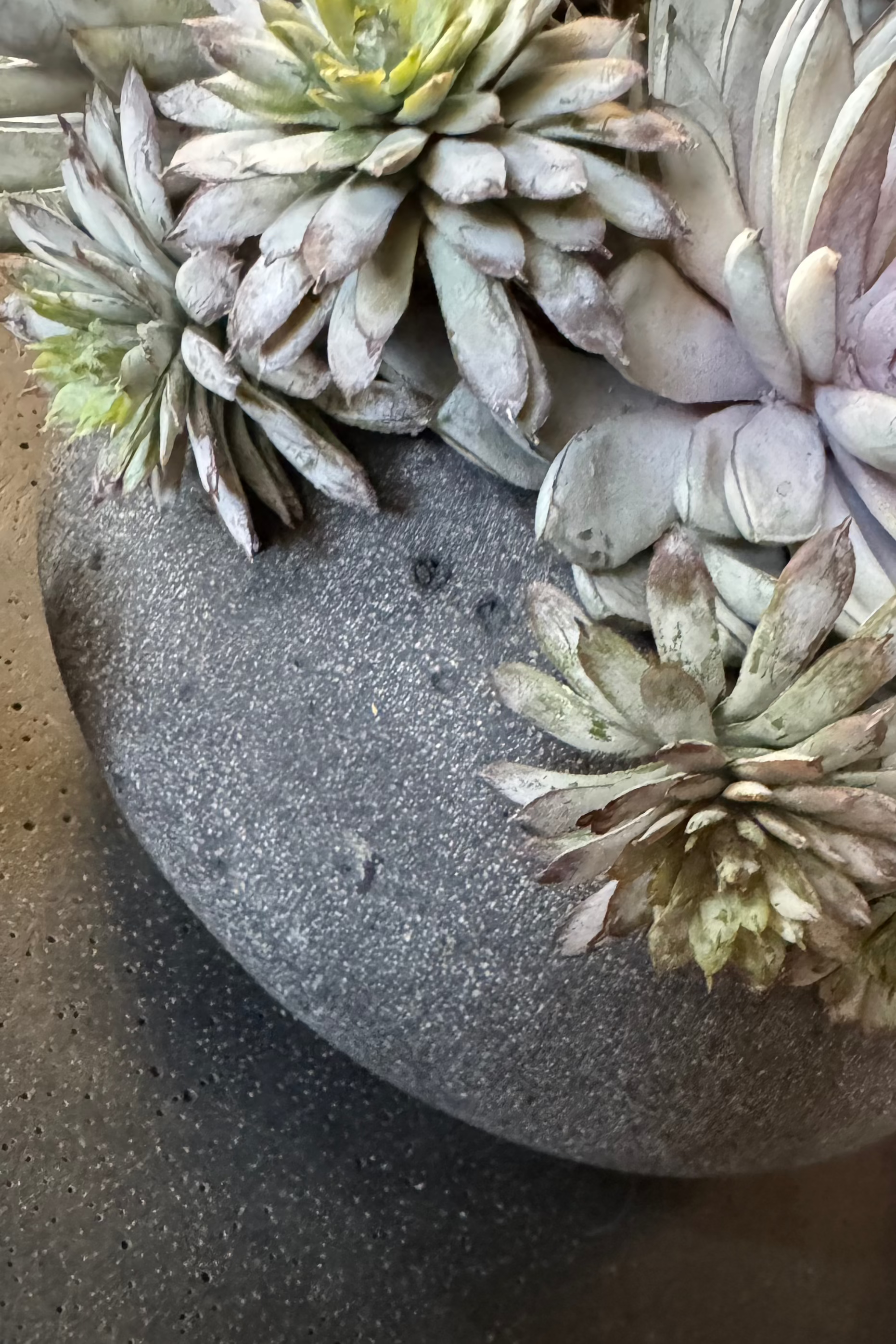 Mixed Succulents in a Dark Grey Mottled Stone Bowl RTfact Flowers 