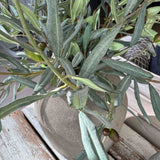 Olive Branches in a Rustic Concrete Vase