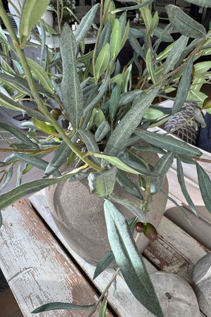 Olive Branches in a Rustic Concrete Vase