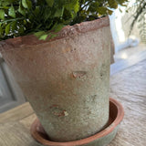 Maidenhair Fern in a Terracotta Pot RTfact Flowers 