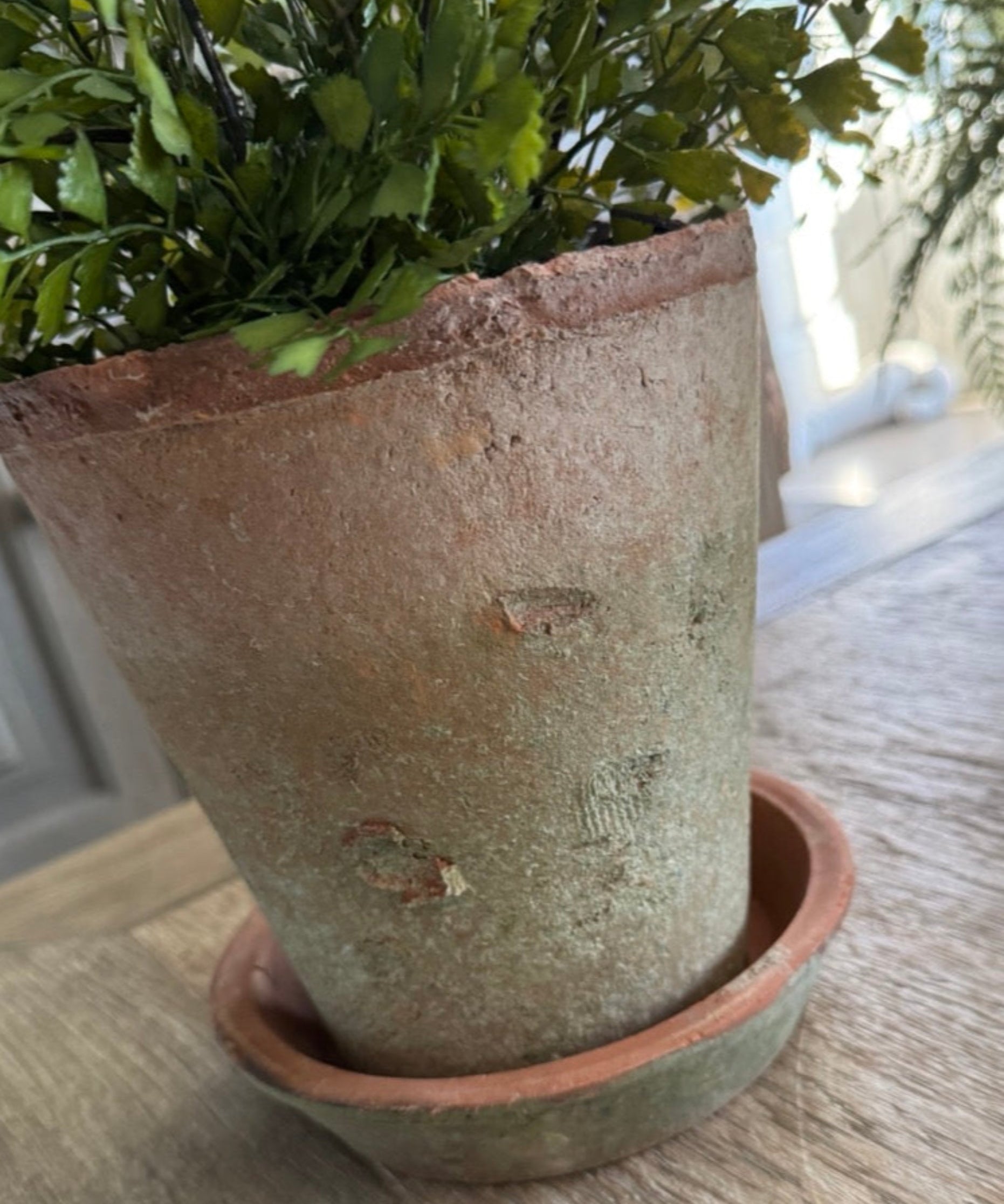 Maidenhair Fern in a Terracotta Pot RTfact Flowers 