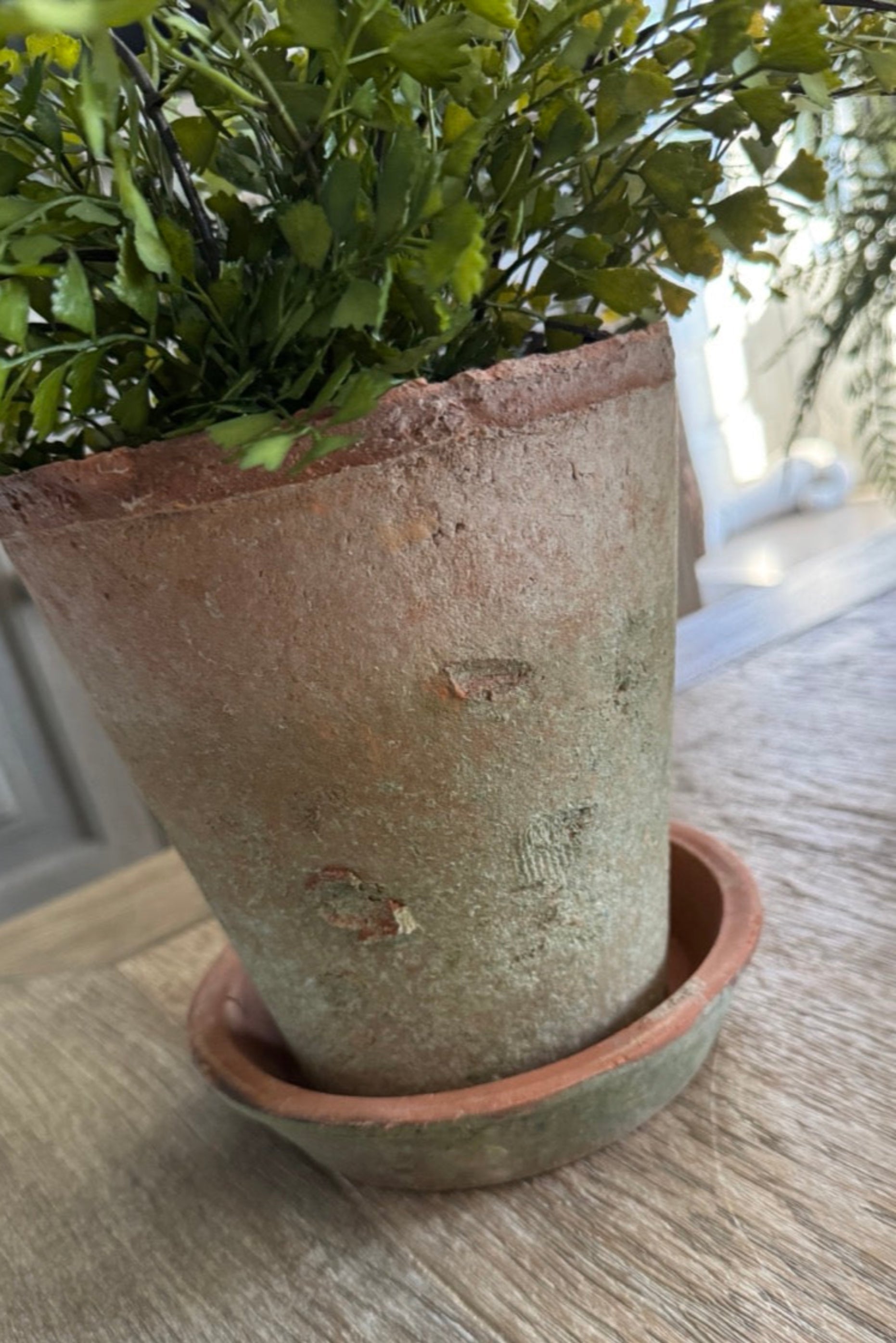 Maidenhair Fern in a Terracotta Pot RTfact Flowers 