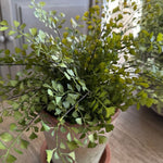 Maidenhair Fern in a Terracotta Pot RTfact Flowers 