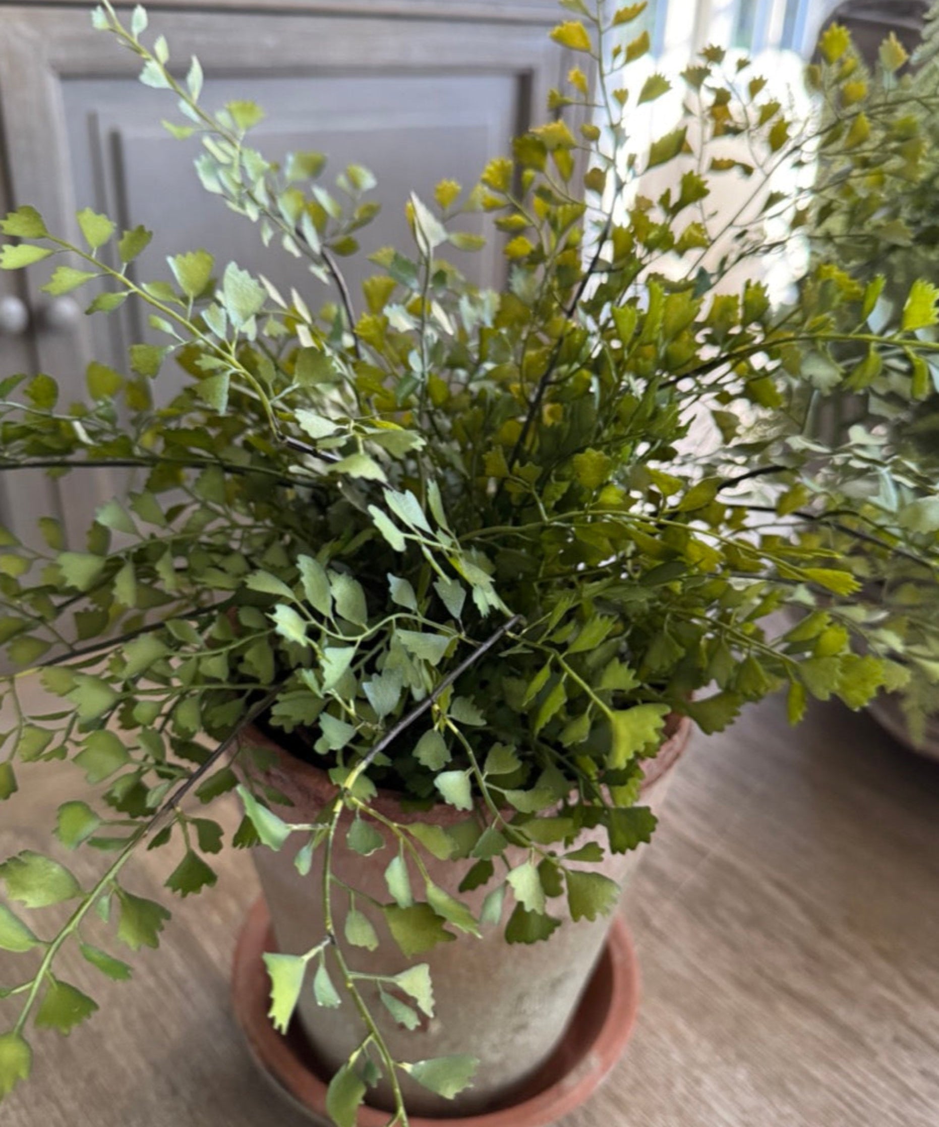Maidenhair Fern in a Terracotta Pot RTfact Flowers 