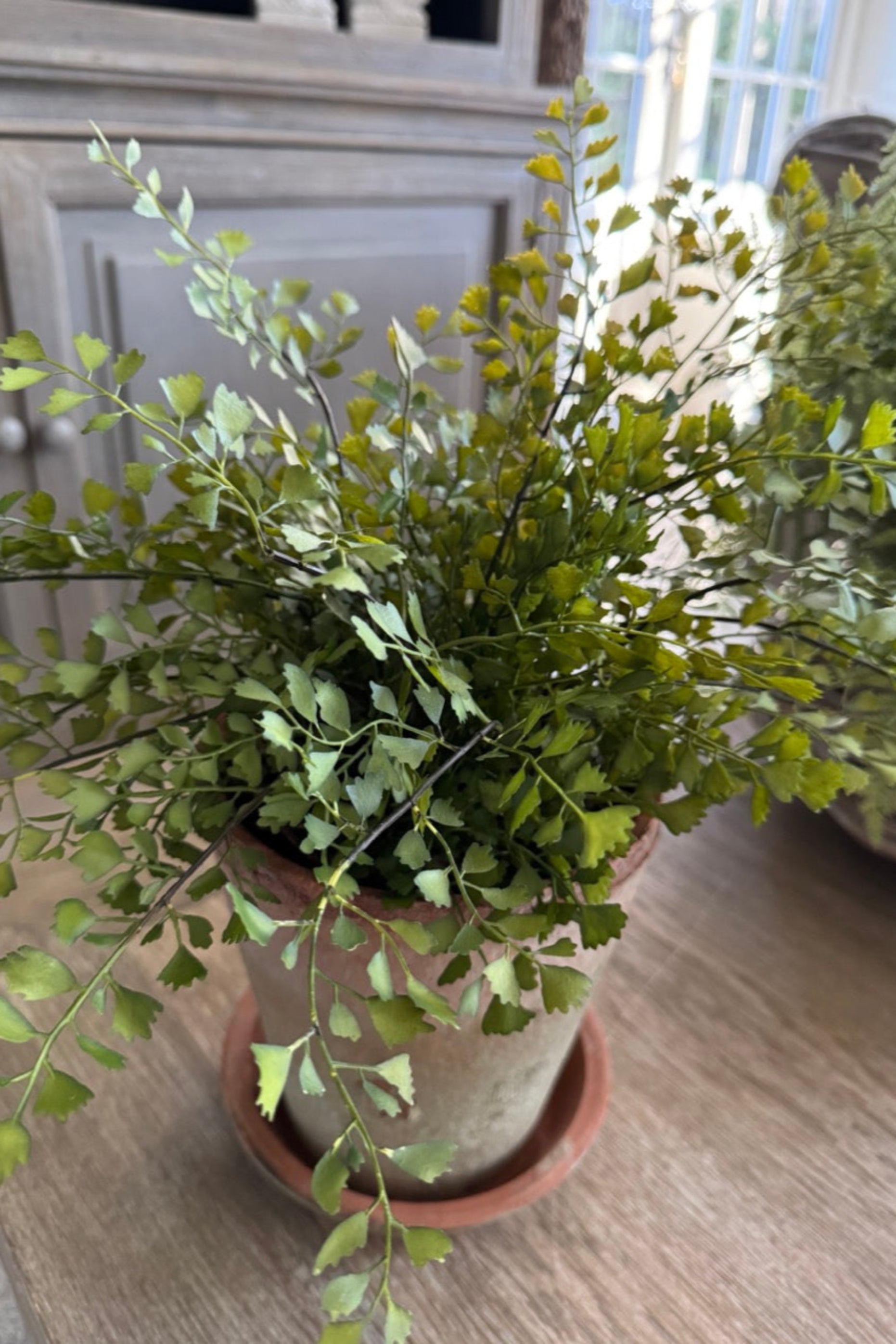 Maidenhair Fern in a Terracotta Pot RTfact Flowers 