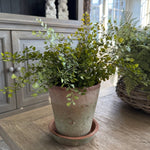 Maidenhair Fern in a Terracotta Pot RTfact Flowers 