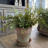 Maidenhair Fern in a Terracotta Pot RTfact Flowers 
