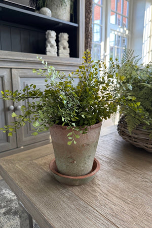 Maidenhair Fern in a Terracotta Pot RTfact Flowers 