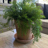 Asparagus Fern in a Terracotta Pot RTfact Flowers 