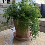 Asparagus Fern in a Terracotta Pot RTfact Flowers 