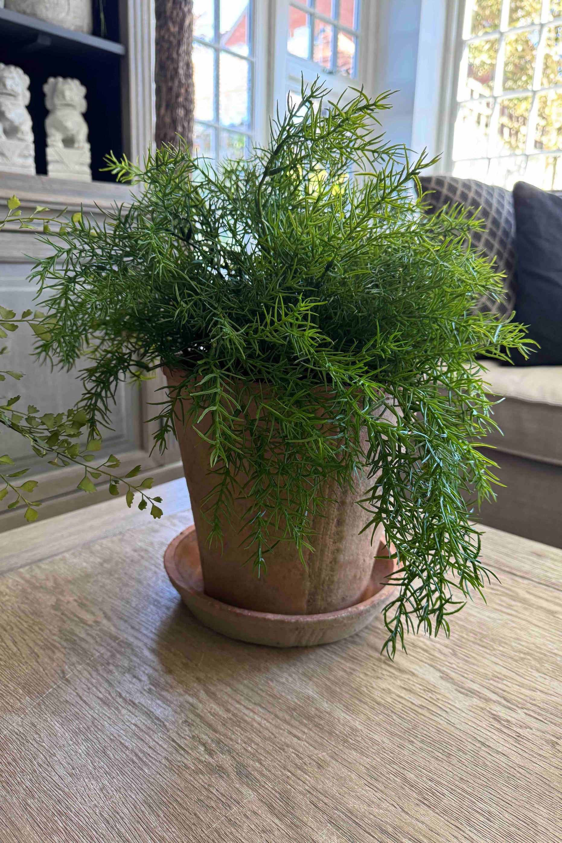 Asparagus Fern in a Terracotta Pot RTfact Flowers 